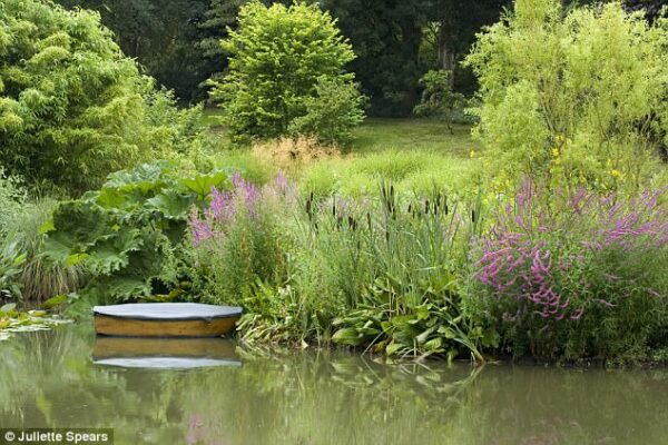 A Water Feature & Wetland Plants: Creative Landscaping